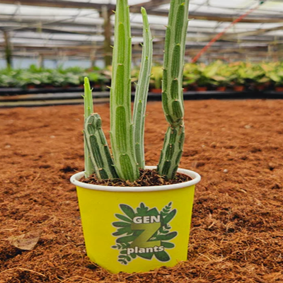 2" Senecio Stapeliiformis "Pickle Plant"